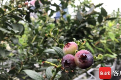 蓝梅种植,从选种到收获的全程指南